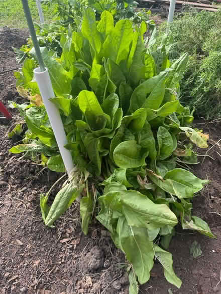 Photo of free Sorrel plant for digging up (Berkeley) #1