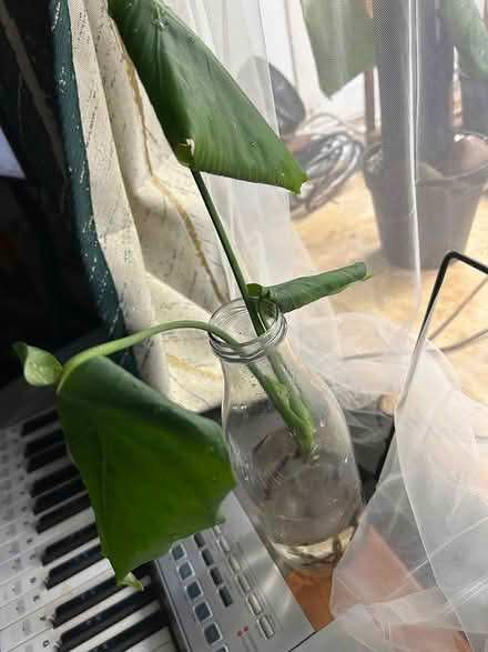 Photo of free (Struggling) Baby Monstera (Wolverhampton WV10) #1