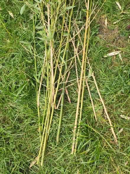 Photo of free Bamboo branches (St Ives PE27) #1