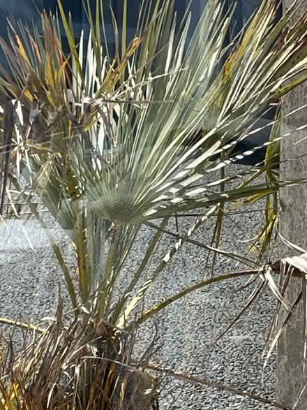 Photo of free Palm tree (Buckley CH7) #2