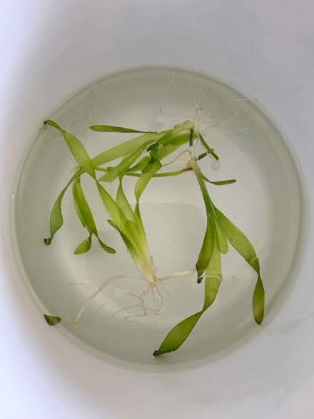 Photo of free Tropical aquarium plants (BN1) #1