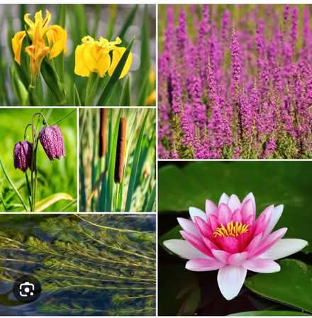 Photo of Pond plants (Forest Gate E7) #1