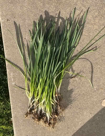 Photo of free Daffodil bulbs (Ridley Park) #1