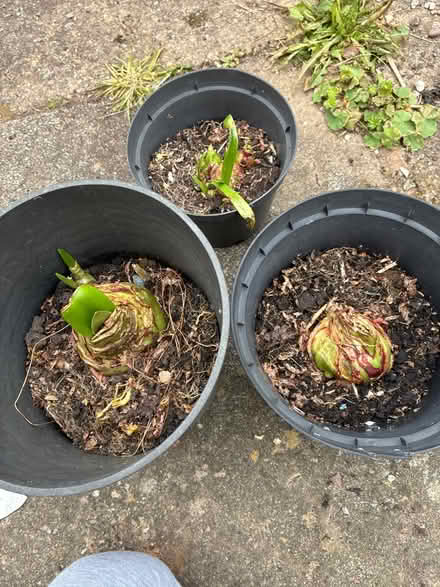 Photo of free Amaryllis bulbs (CH49) #1
