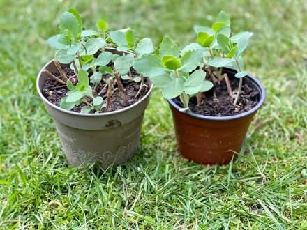 Photo of free Rooted Sedum Plants (Eaton NR4) #1
