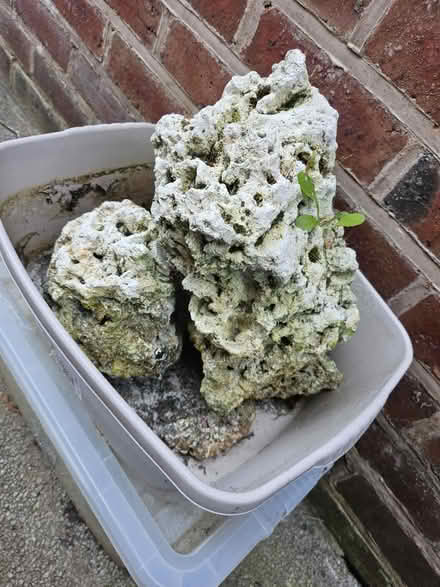 Photo of free Live rock and stones (Swinton M27) #1