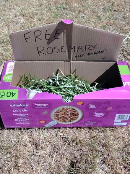Photo of free Rosemary (Peacehaven, BN10) #1