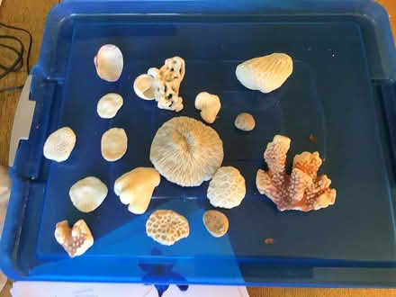 Photo of free Coral and seashells (Selston NG16) #3