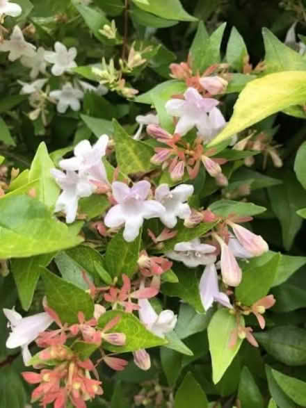 Photo of free Abelia shrub (Waterlooville PO7) #2