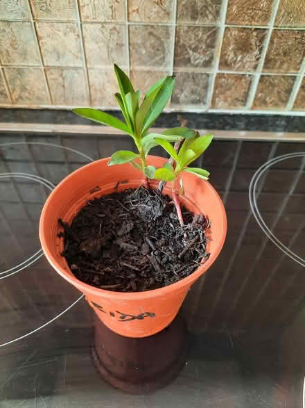 Photo of free White Lysmachia (Morden SM4) #3