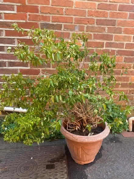 Photo of free Abelia shrub (Waterlooville PO7) #1