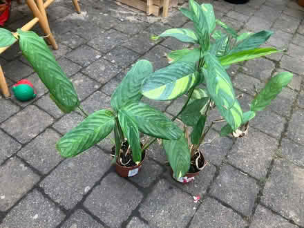 Photo of free Plants (Wallasey CH44) #1