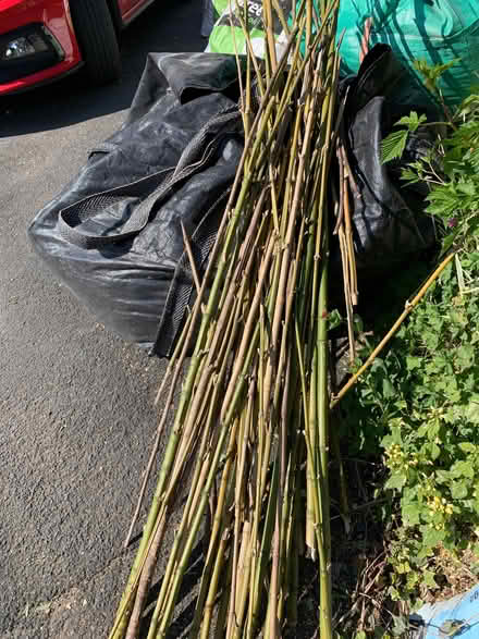 Photo of free bamboo (Ambleside LA22) #1