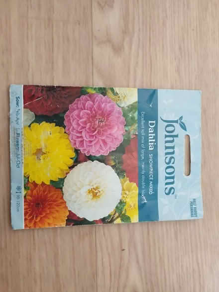 Photo of free Dahlia seeds (islington N1) #1
