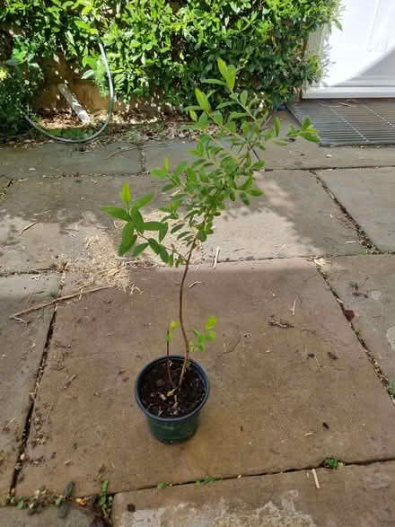 Photo of free Spirea japonica (Odd Down BA2) #1