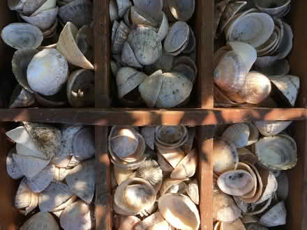 Photo of free Limpet Shells (Oxford (near station) OX2) #1