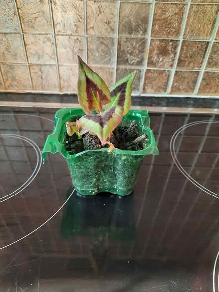 Photo of free persecaria purple fantasy (Morden SM4) #3