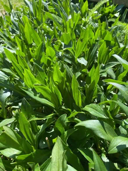 Photo of free Purple Aster daisies (Waterlooville PO7) #1
