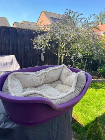 Photo of free Dog bed - medium size plastic dog bed & inside bed (Halstead CO9) #2