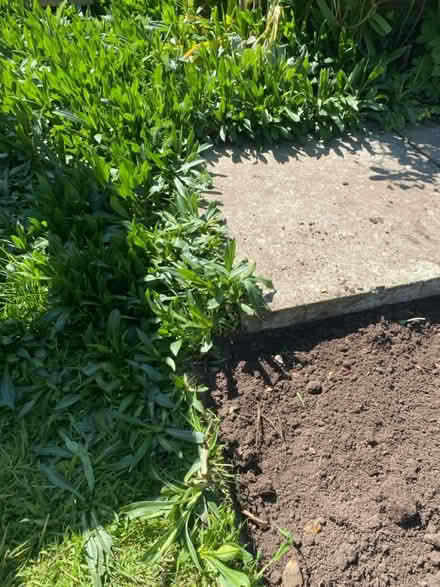 Photo of free Purple Aster daisies (Waterlooville PO7) #2