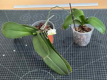 Photo of free 2 white orchids (Crowborough TN6 Pleasant View) #1