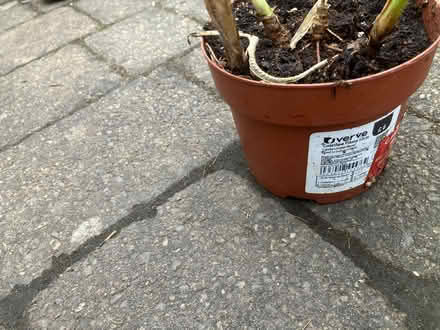 Photo of free Plants (Wallasey CH44) #2