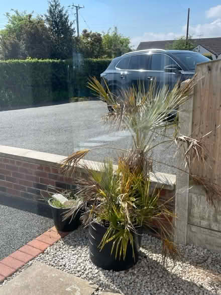 Photo of free Palm tree (Buckley CH7) #1