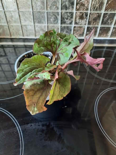 Photo of free Houttuynia (Morden SM4) #3