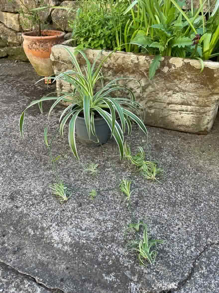 Photo of free Spider plant (University of Bath BA2) #1