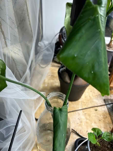 Photo of free (Struggling) Baby Monstera (Wolverhampton WV10) #3