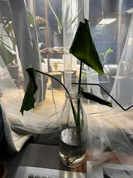 Photo of free (Struggling) Baby Monstera (Wolverhampton WV10) #2
