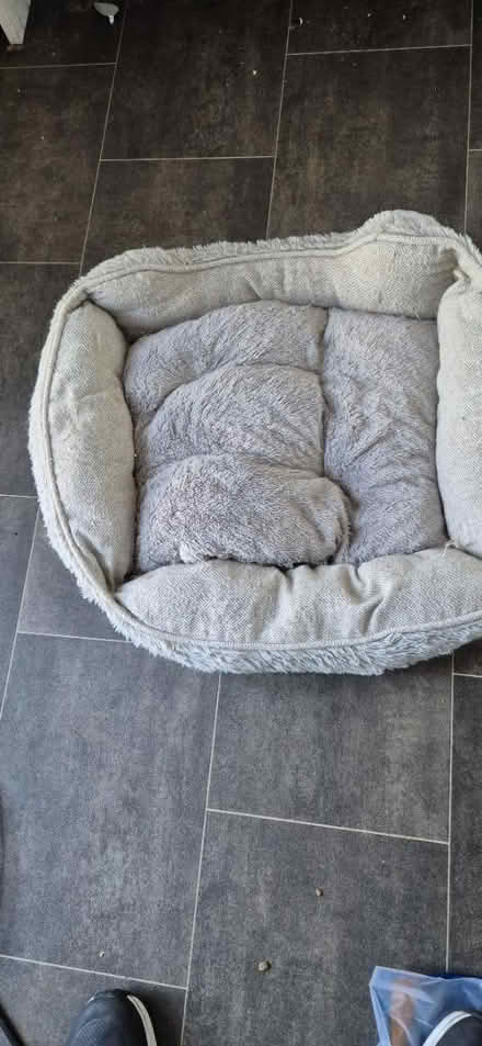 Photo of free Cat or small dog bed (tooting) #1