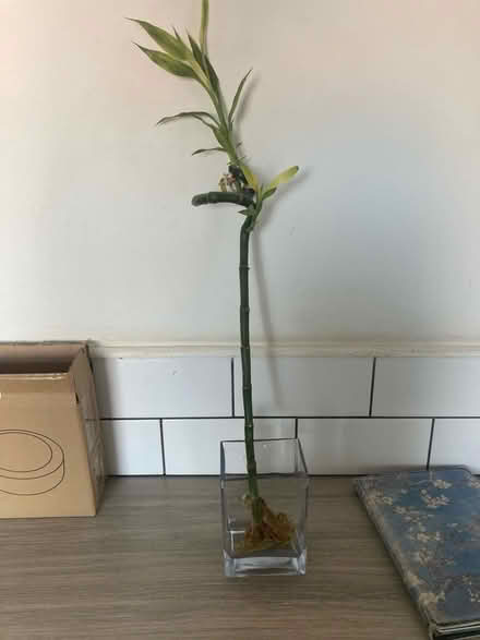 Photo of free Lucky bamboo (Beaconside ST16) #1