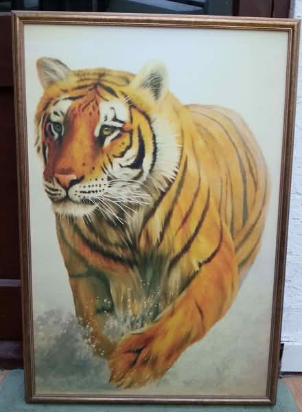 Photo of free Large tiger portrait (Bawdrip TA7) #1