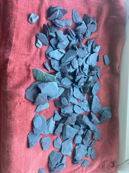 Photo of free Lucky bamboo (Beaconside ST16) #3