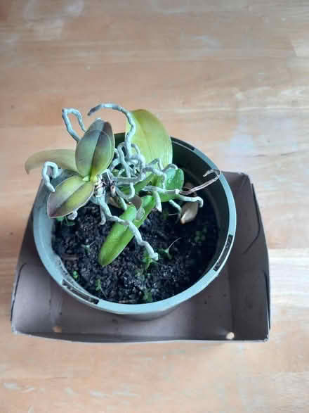 Photo of free Small orchid plant (Odd Down BA2) #1