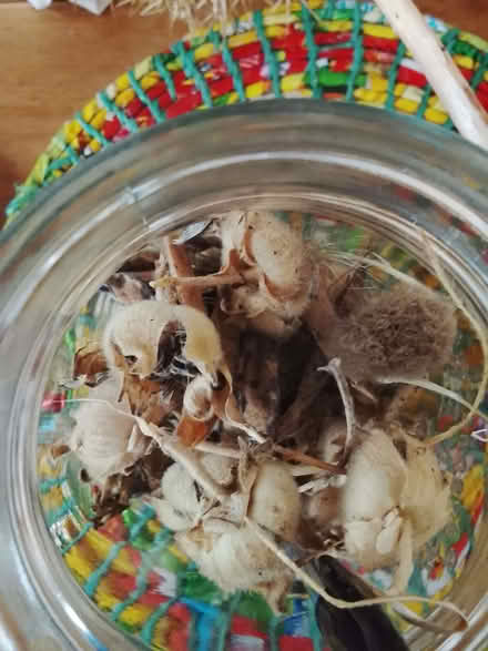 Photo of free Holly hock seeds (Landport BN7) #1