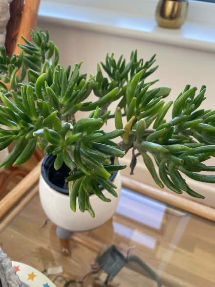 Photo of free House plants (Buckley CH7) #3
