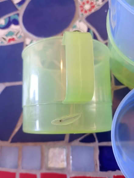 Photo of free Plastic cups (Hunston PO20) #2