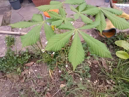 Photo of free Tree Sapling (think it's a chestnut tree) (Lakenham NR1) #2