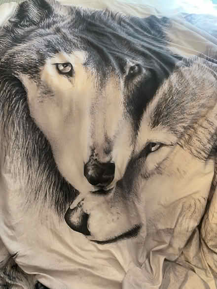 Photo of free Grey duvet king size (W 109/ Amsterdam) #1