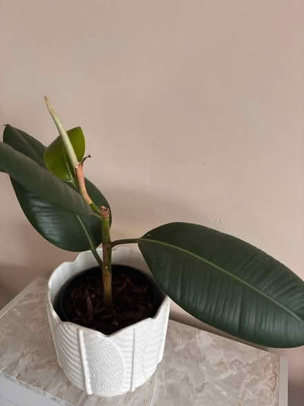 Photo of free Rubber plant (CV1) #1
