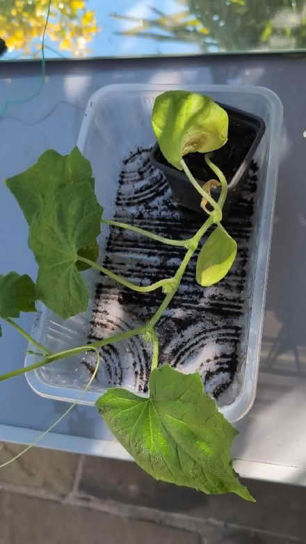 Photo of free Cucumber Pasandra (Woodley RG5) #1