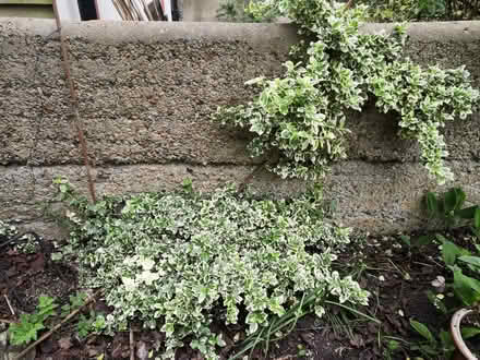 Photo of free Euonymus garden shrub (Grandpont OX1) #1