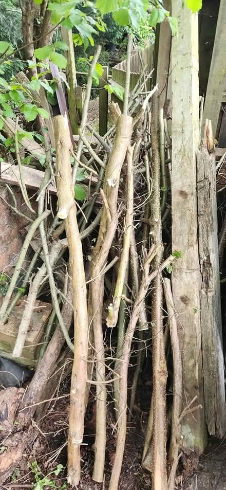 Photo of free Wood (Loughborough LE11) #1