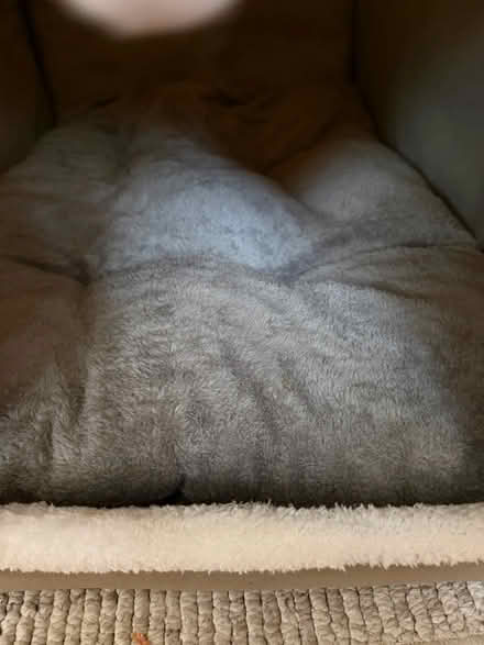 Photo of free Cat Bed (Birchington CT7) #3