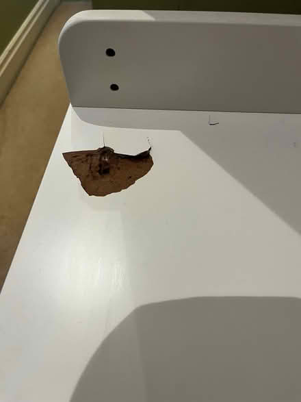 Photo of free Chest of Drawers (Horsforth LS18) #3