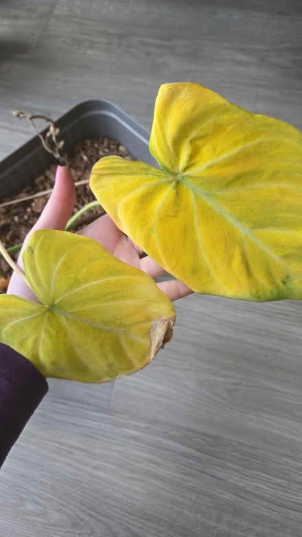 Photo of free Philodendron gloriosum (Faversham) #2