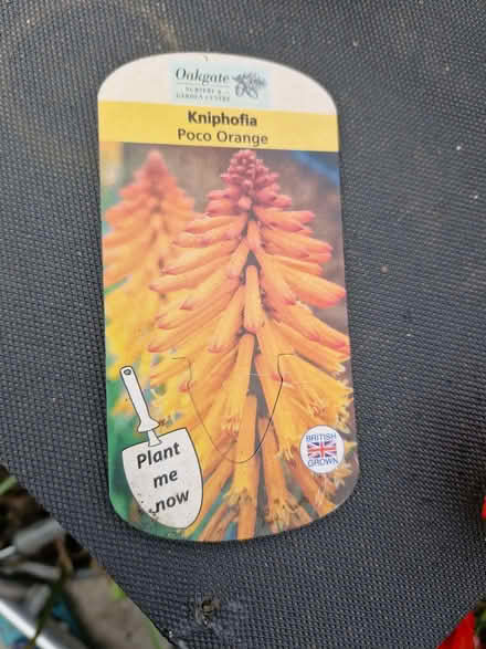 Photo of free Kniphofia (Red Hot Poker) (Woodside TF7) #1