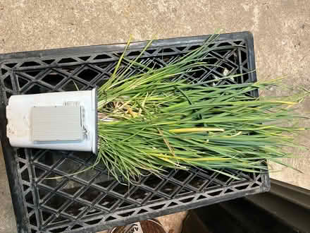 Photo of free Garlic Plants (Little Falls Area) #1